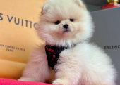 Safkan Pomeranian Boo Bebekler